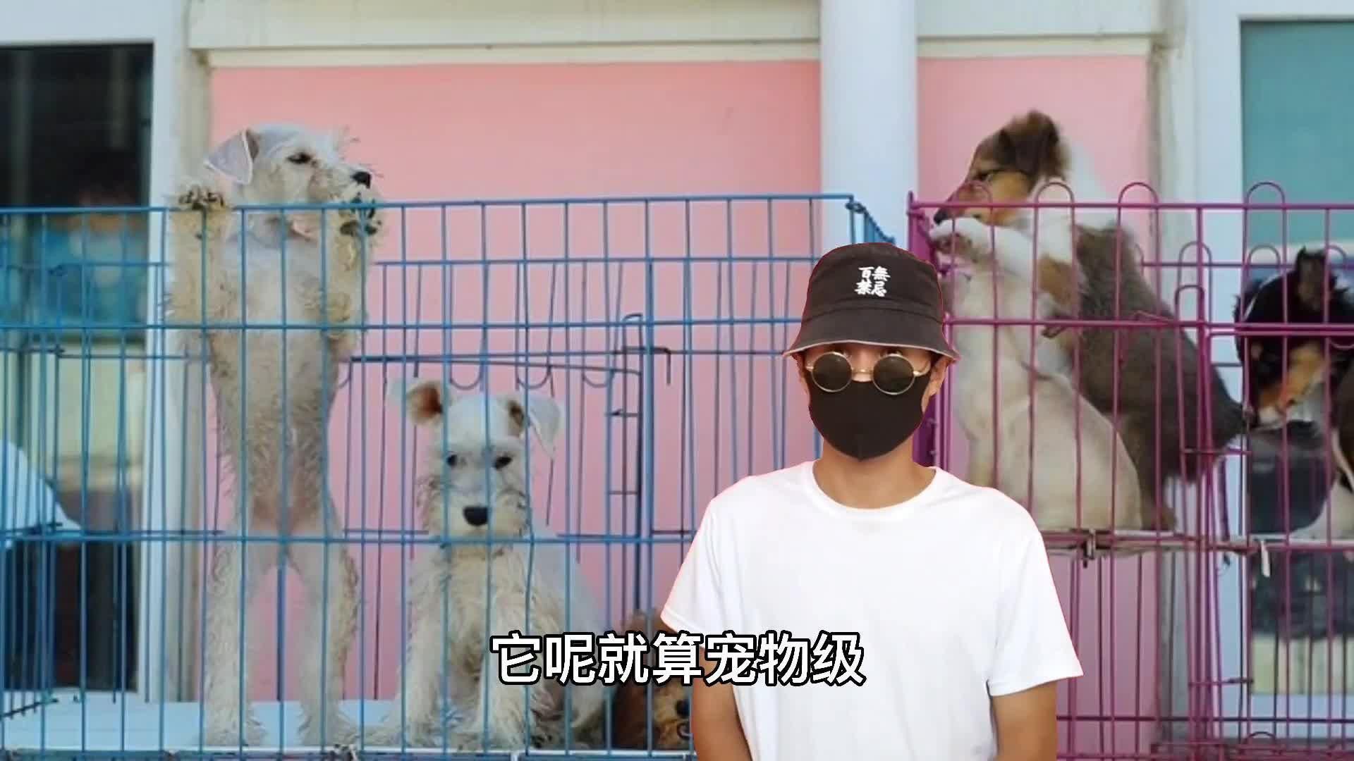 賽級什么意思