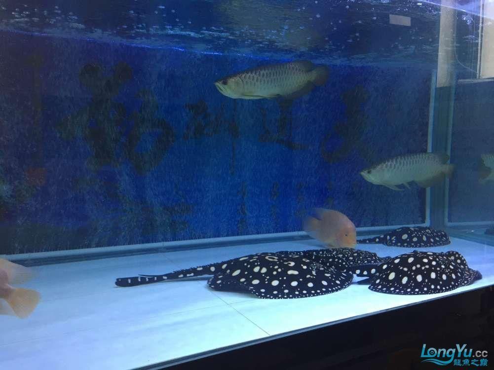 最小的龍魚（最小的龍魚品種澳洲星點龍）