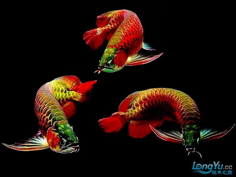 飛龍魚是什么魚類的魚（飛龍魚是什么魚？）