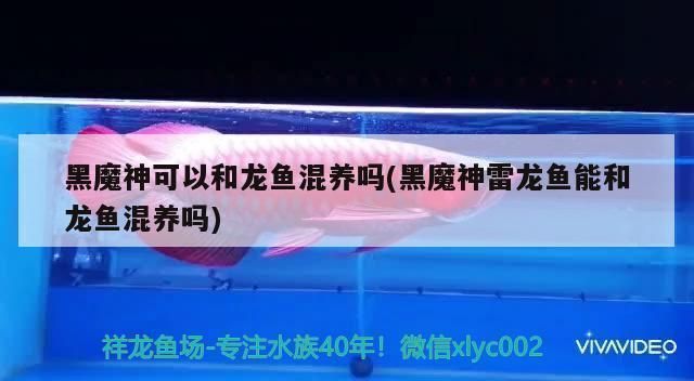 黑魔神雷龍魚兇猛嗎，黑魔神雷龍魚是一種兇猛的觀賞魚，它們的領地意識有多強