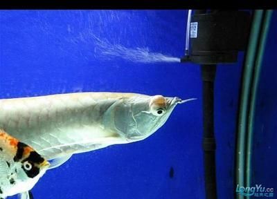 什么魚適合跟龍魚混養(yǎng)