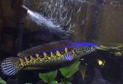 雷龍魚有多少種（雷龍魚的種類有哪些？）