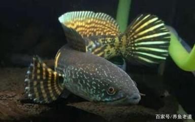 雷龍魚有多少種（雷龍魚的種類有哪些？）