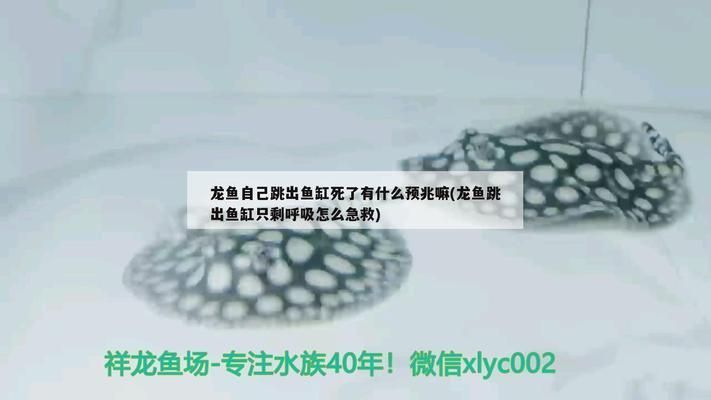 龍魚混養(yǎng)好還是單養(yǎng)好