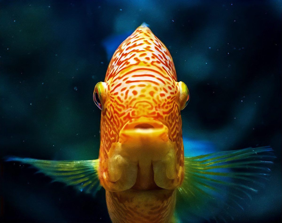 金龍魚產(chǎn)卵為什么吃掉