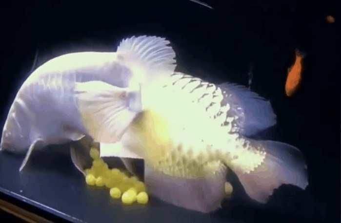 金龍魚產(chǎn)卵為什么吃掉