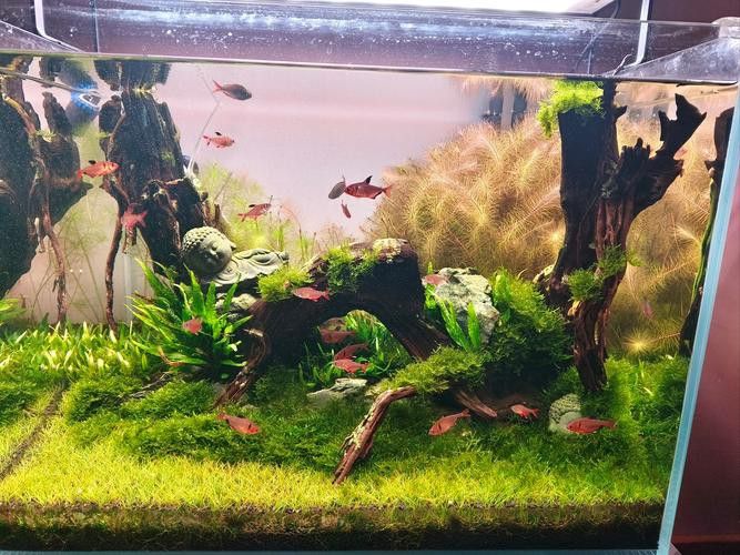 斑馬魚和龍魚能混養嗎圖片大全視頻