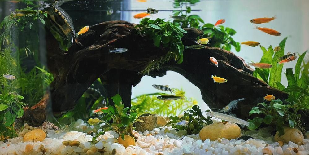 斑馬魚和龍魚能混養(yǎng)嗎圖片大全視頻