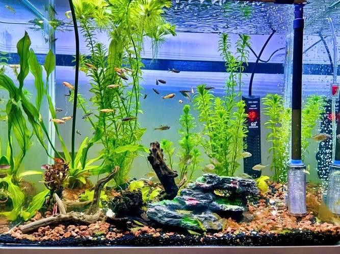 斑馬魚和龍魚能混養嗎圖片大全視頻