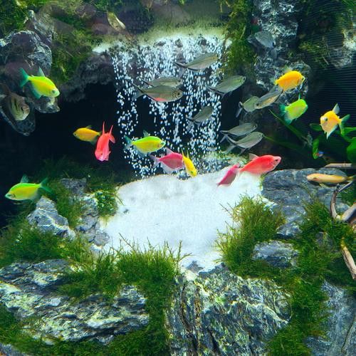 斑馬魚和龍魚能混養(yǎng)嗎圖片大全視頻