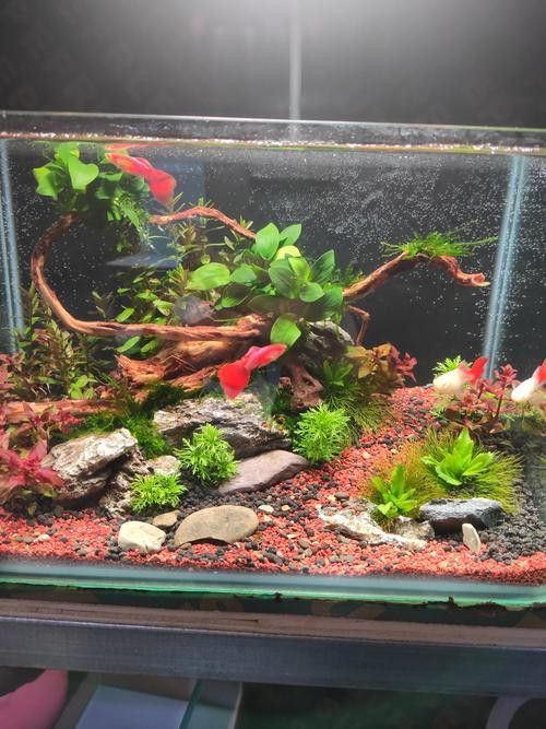 斑馬魚和龍魚能混養(yǎng)嗎圖片大全視頻