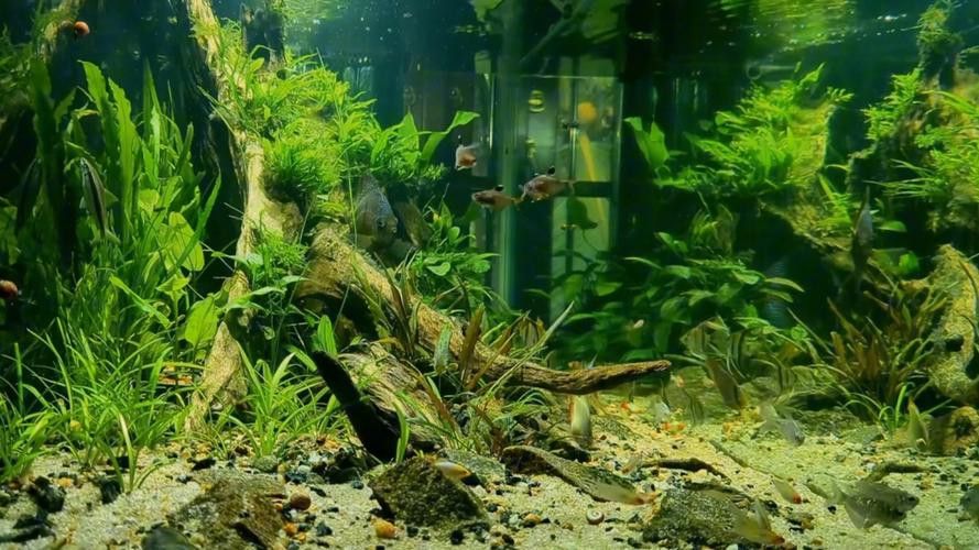 斑馬魚和龍魚能混養(yǎng)嗎圖片大全視頻