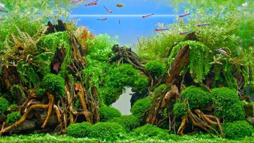 斑馬魚和龍魚能混養(yǎng)嗎圖片大全視頻