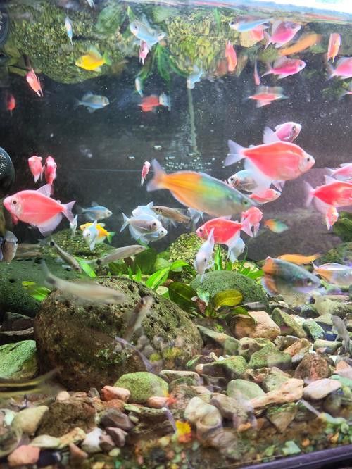 斑馬魚和龍魚能混養(yǎng)嗎圖片大全視頻