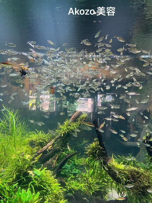 斑馬魚和龍魚能混養(yǎng)嗎圖片大全視頻
