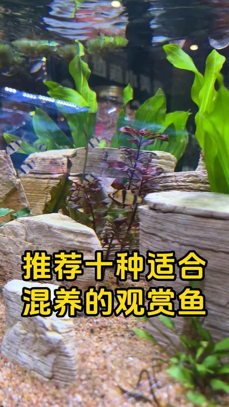 斑馬魚和龍魚能混養(yǎng)嗎圖片大全視頻