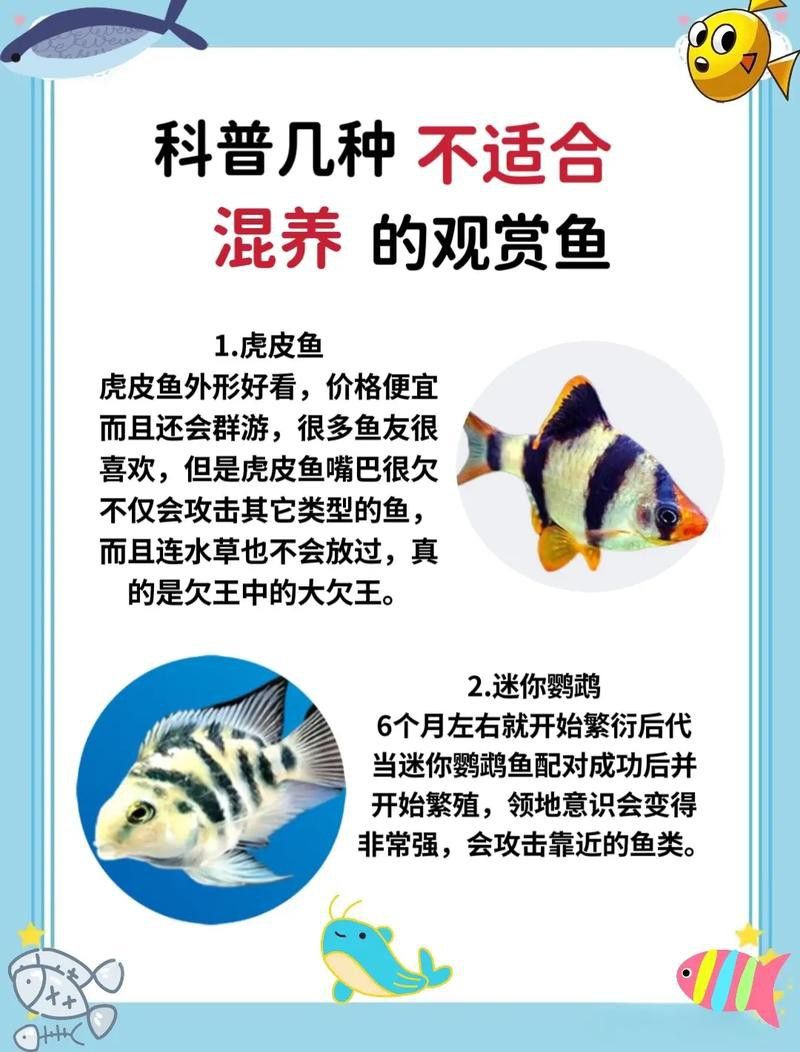斑馬魚和龍魚能混養(yǎng)嗎圖片大全視頻