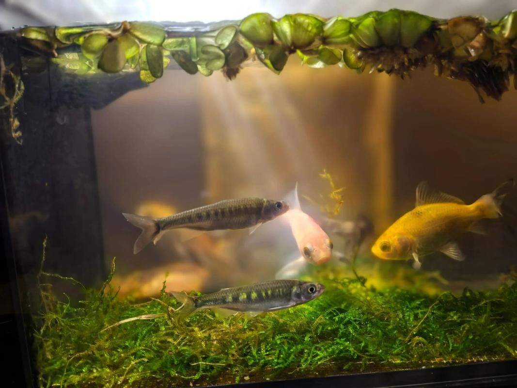 斑馬魚和龍魚能混養(yǎng)嗎圖片大全視頻
