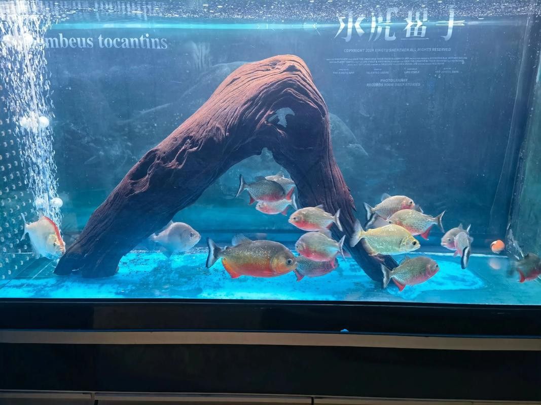 斑馬魚和龍魚能混養(yǎng)嗎圖片大全視頻