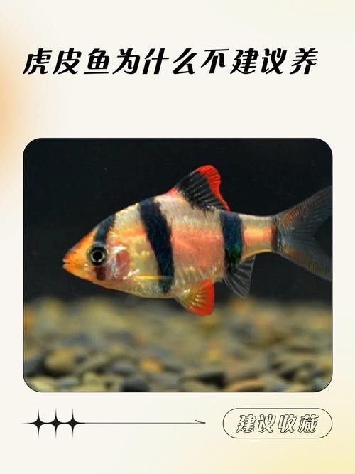 斑馬魚和龍魚能混養(yǎng)嗎圖片大全視頻