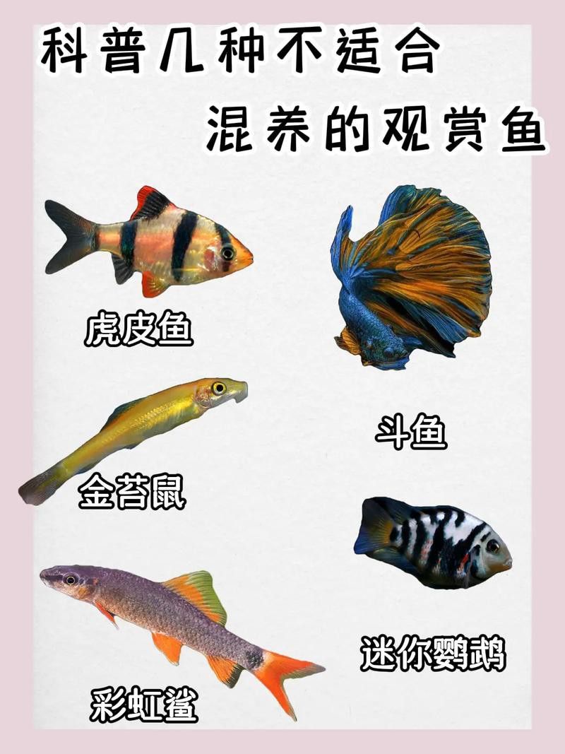 斑馬魚和龍魚能混養(yǎng)嗎圖片大全視頻