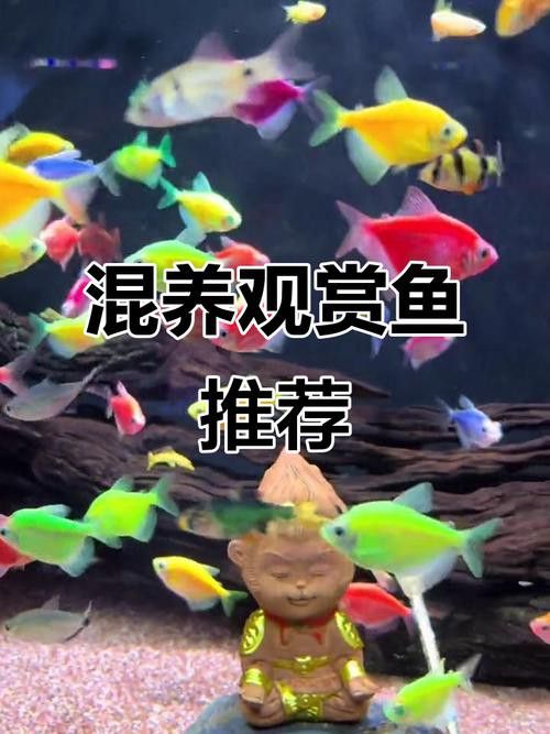 斑馬魚和龍魚能混養(yǎng)嗎圖片大全視頻