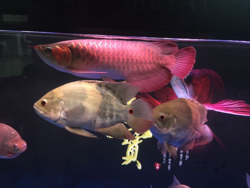 世界十大最貴觀賞魚，血紅龍上榜：世界十大最貴觀賞魚世界十大最貴觀賞魚前十名血紅龍上榜