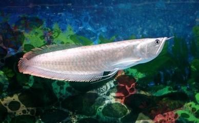 紅龍魚死后是扔掉還是埋掉，紅龍魚死后還是埋掉和埋掉：紅龍魚死后應該扔掉還是埋掉？