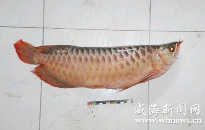 紅龍魚死后是扔掉還是埋掉，紅龍魚死后還是埋掉和埋掉：紅龍魚死后應該扔掉還是埋掉？