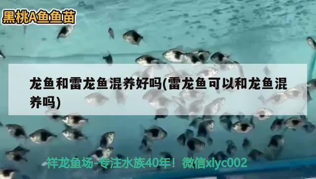 龍魚可以跟雷龍混養(yǎng)嗎：如何判斷龍魚和雷龍魚的體型差異