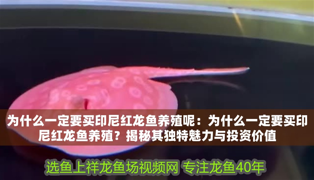 為什么一定要買印尼紅龍魚養殖呢：為什么一定要買印尼紅龍魚養殖？揭秘其獨特魅力與投資價值