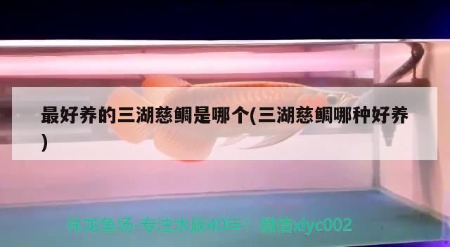 黃化銀龍苗養殖技術最新進展，黃化銀龍苗養殖技術的最新進展包括了品種選擇、水質管理、水質管理
