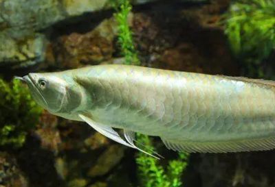 龍魚哪里買便宜又好：寵物店挑選龍魚價格和質量是消費者最為關注的因素