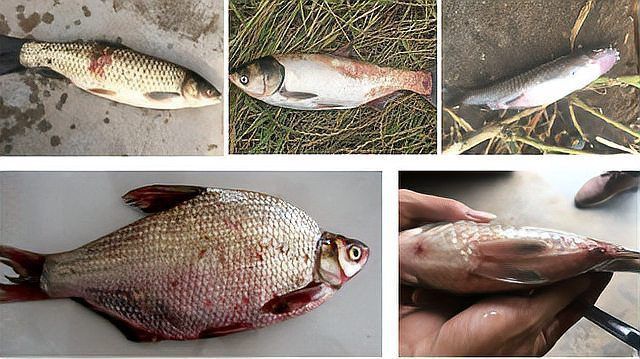 鯪魚常見病和治療方法