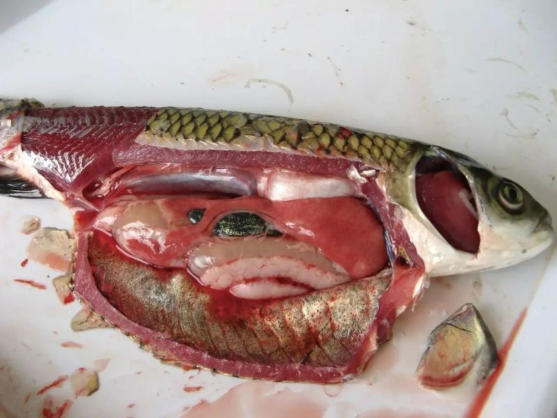 鯪魚常見病和治療方法