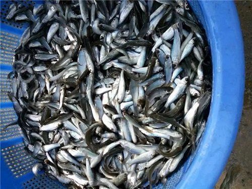 鯪魚常見病和治療方法
