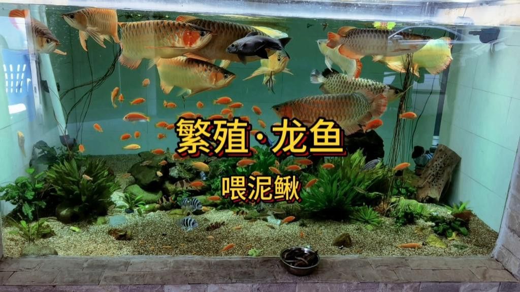 龍魚喂食量如何控制