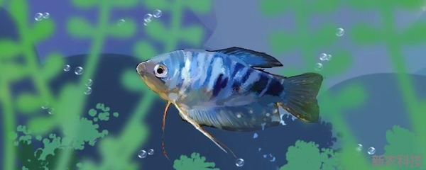 龍魚要養多久才大魚吃食：龍魚喂食時機和成長周期
