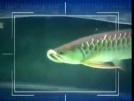 20厘米金龍魚一天喂一次可以嗎（20厘米的金龍魚一天喂多少次食）