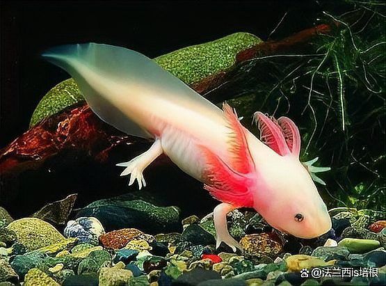 六角恐龍魚是不是保護動物
