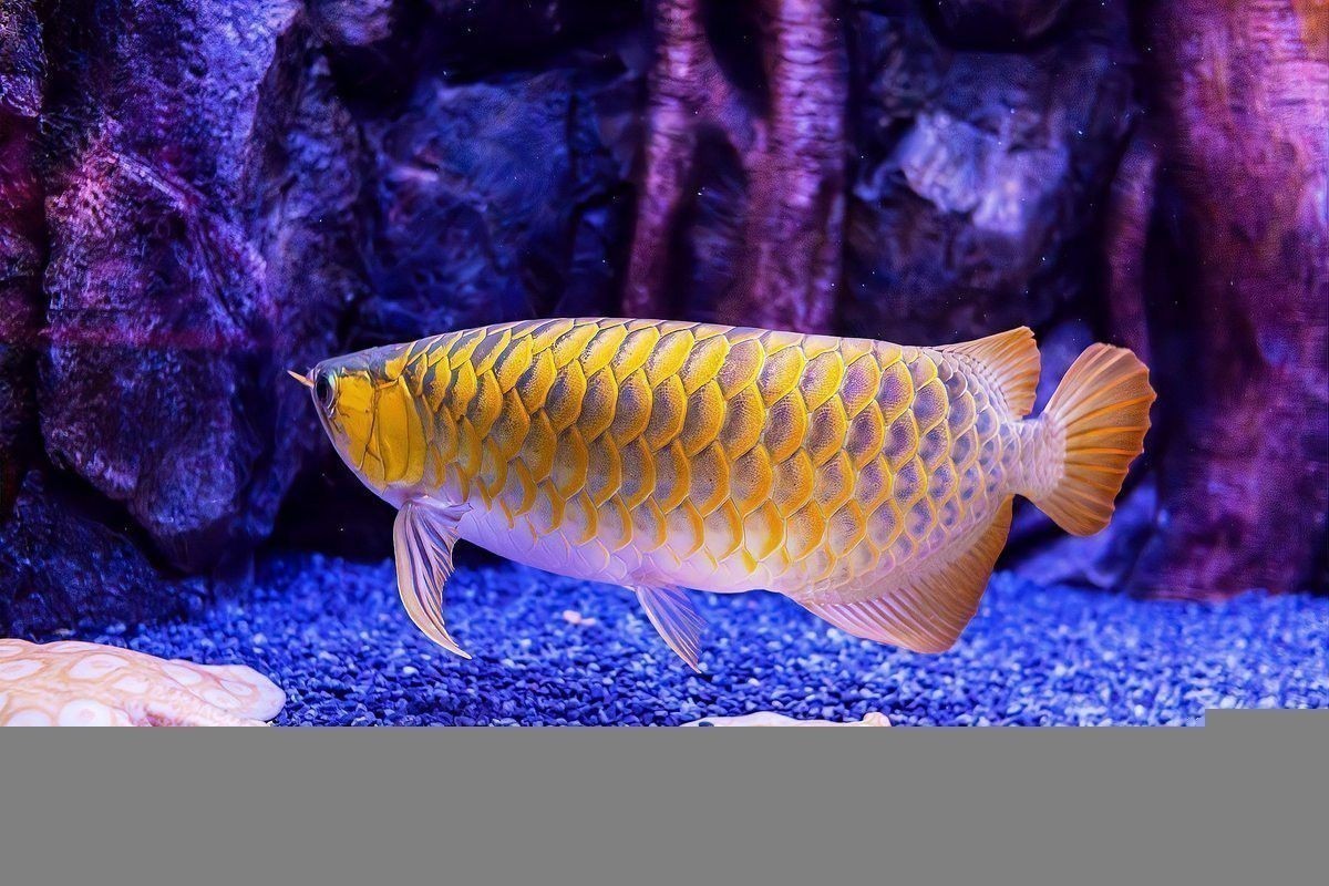 帝王血艷紅龍魚有哪些顏色變異