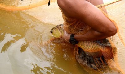 小金龍魚喂什么好：小金龍魚喂養指南