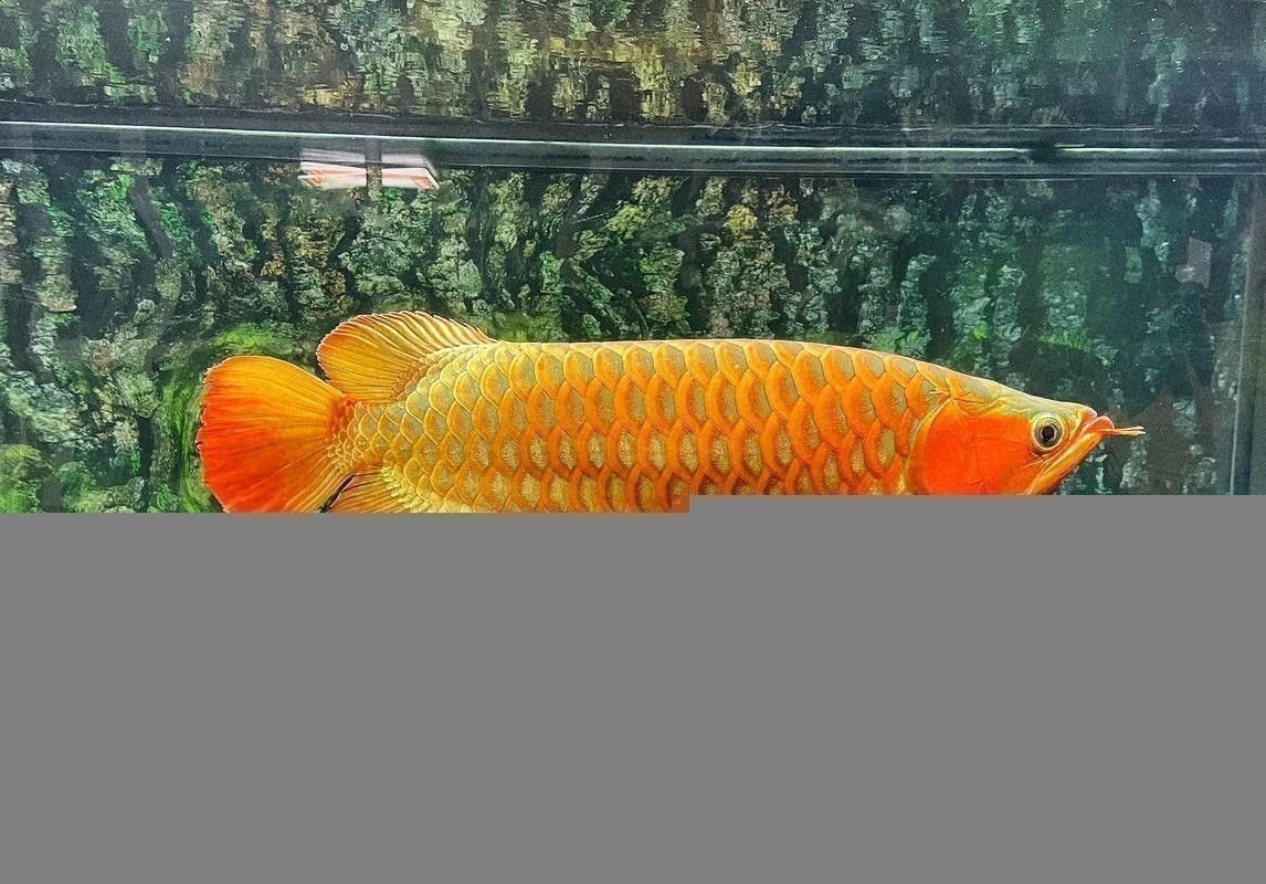 吉林龍魚大概多少錢一條啊圖片大全
