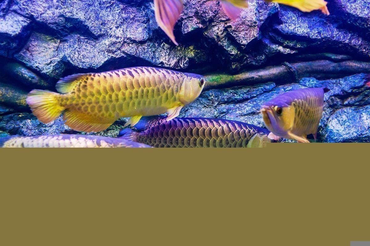 吉林龍魚大概多少錢一條啊圖片大全