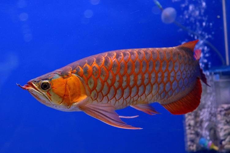 吉林龍魚大概多少錢一條啊圖片大全