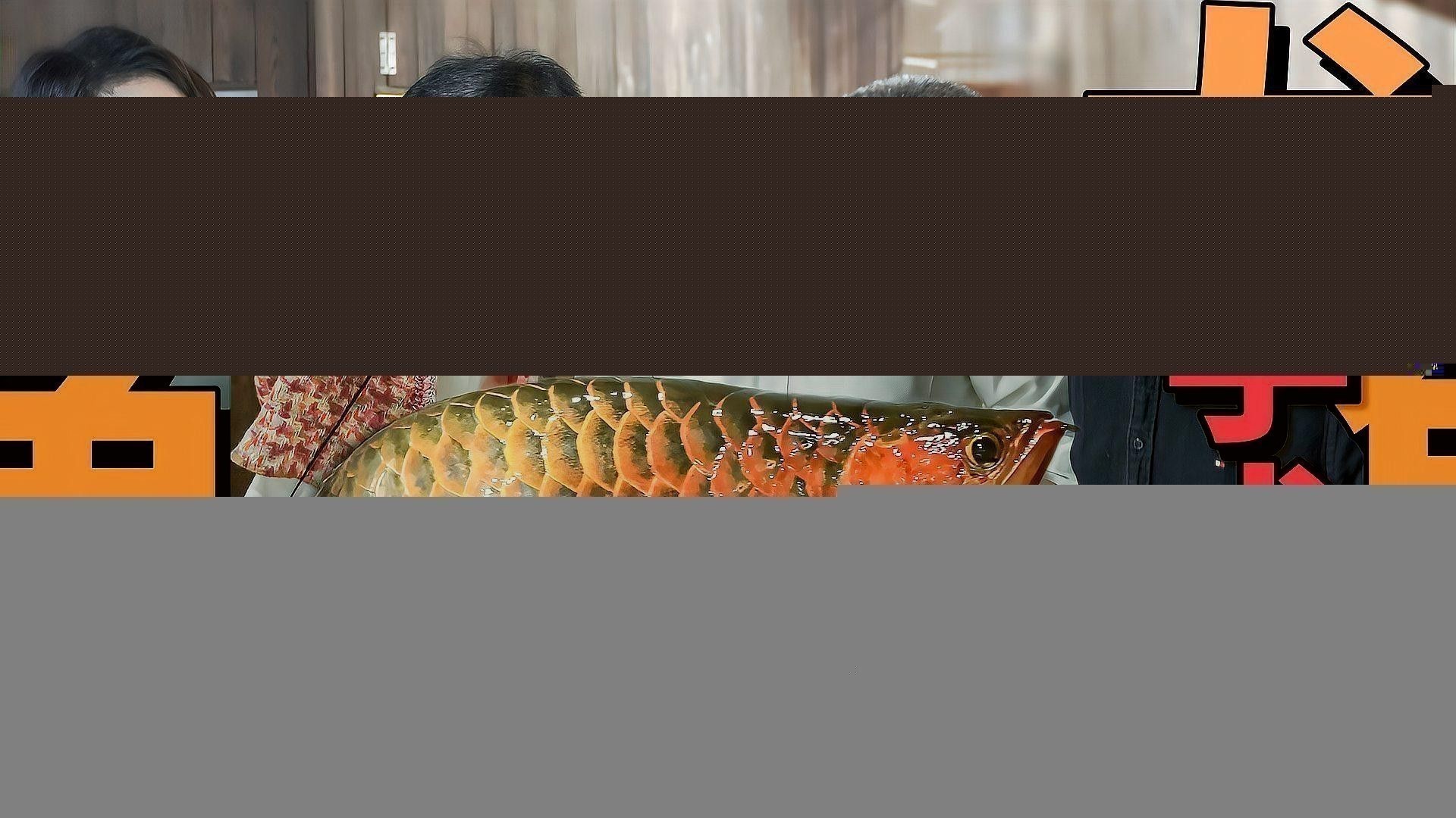 吉林龍魚大概多少錢一條啊圖片大全