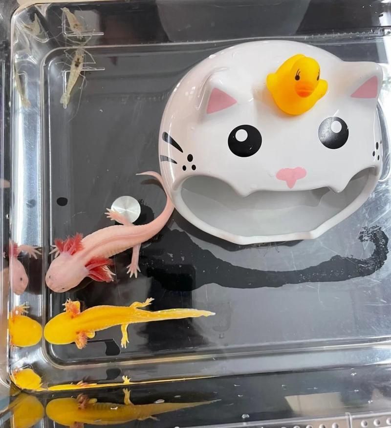 六角恐龍魚的市場價格是多少？