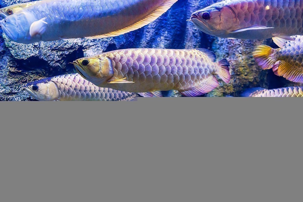 如何判斷龍魚病情是否好轉？