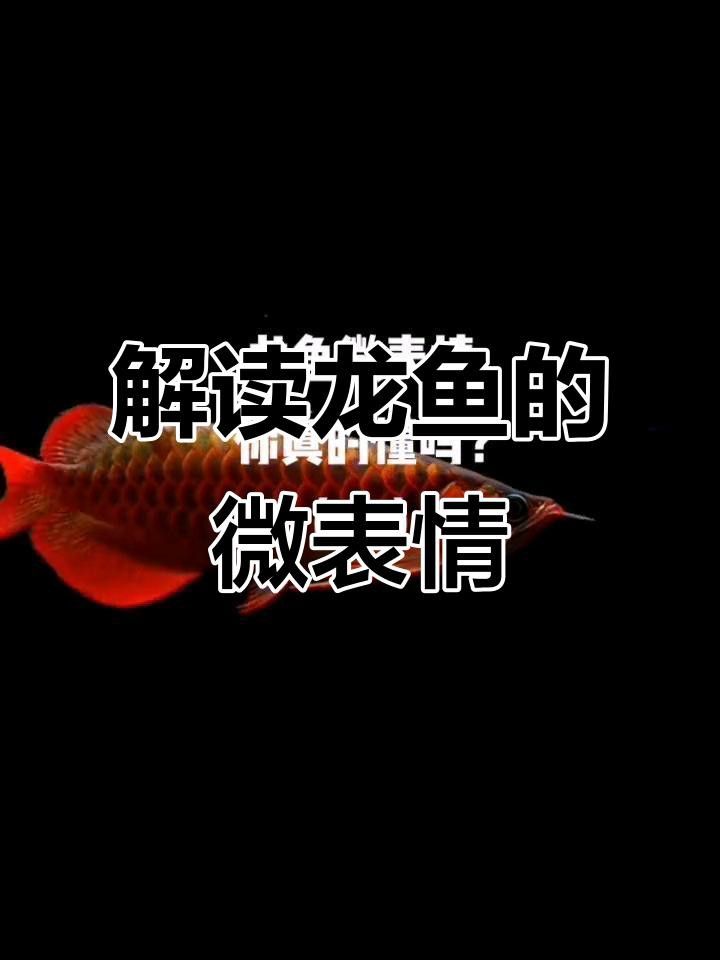 如何判斷龍魚病情是否好轉？