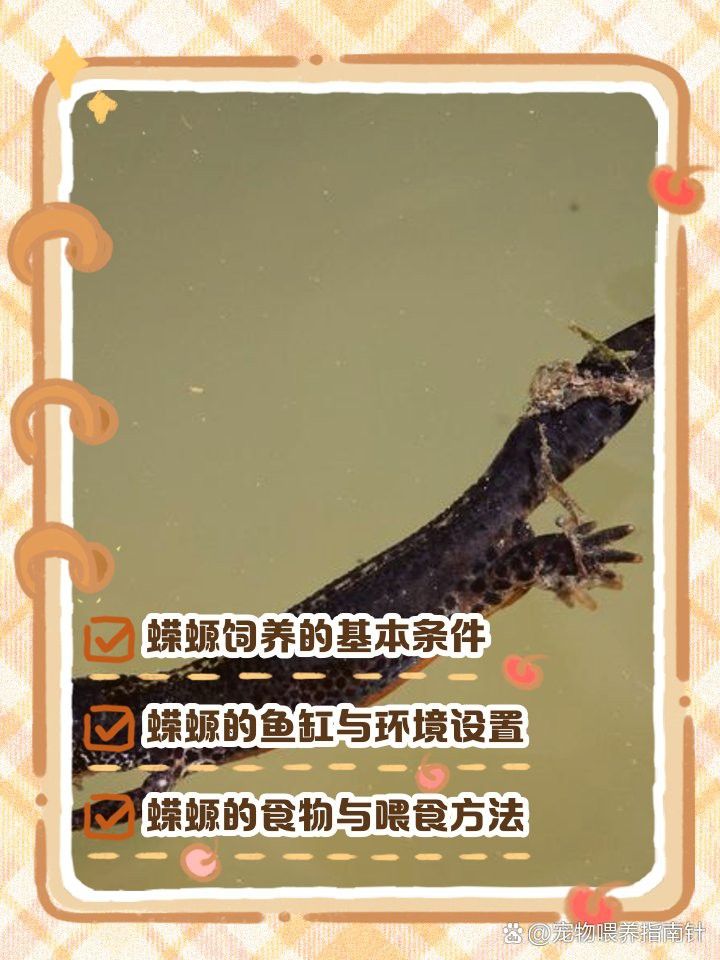 六角龍魚和蠑螈哪個(gè)更好養(yǎng)？